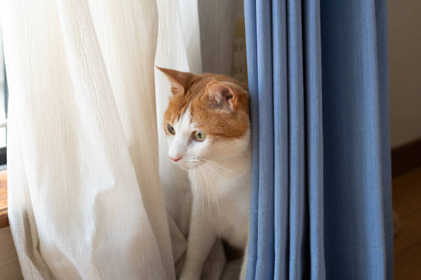 Funny fluffy cat with blue eyes and white pows
