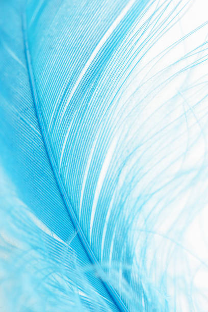 istock Closeup view of a blue feather on a white background 2200976723