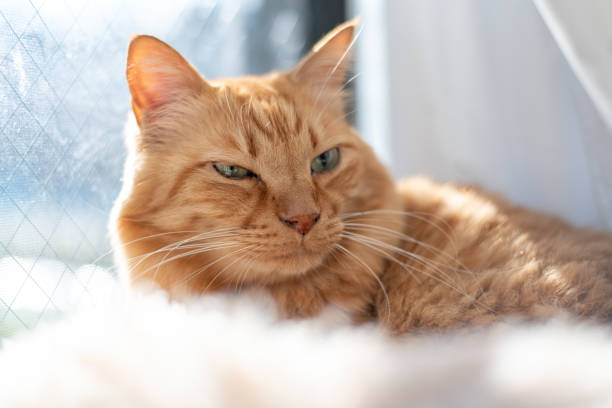 Cute cat relaxing by the window