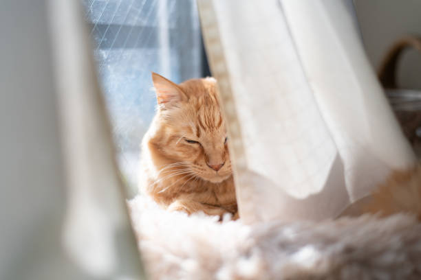 istock Cute cat relaxing by the window 2200976875