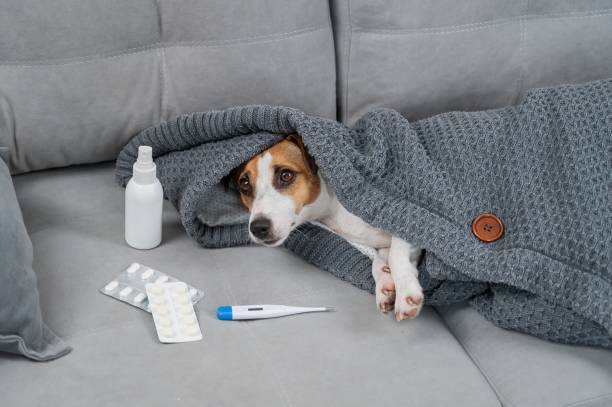 istock Jack Russell Terrier dog is sick lying on the sofa wrapped in a blanket. 2200976897