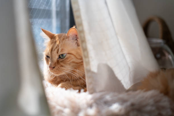 Cute cat relaxing by the window