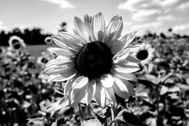 istock Sunflower in black and white 2200977555