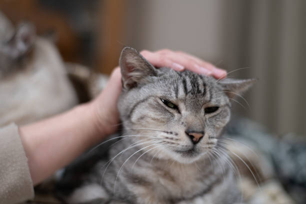 istock Person petting a cute cat 2200977599