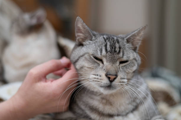 istock Person petting a cute cat 2200977608