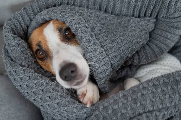 istock Jack Russell Terrier dog lies wrapped in a blanket. 2200978809