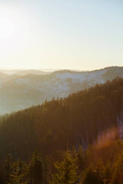 A breathtaking spring morning in the Ukrainian mountains, where towering pine trees stand tall against rolling, misty hills in the distance. The golden light gently illuminates the landscape, casting long shadows and highlighting the serene beauty of nature. A peaceful and untouched wilderness, perfect for capturing the essence of tranquility and renewal