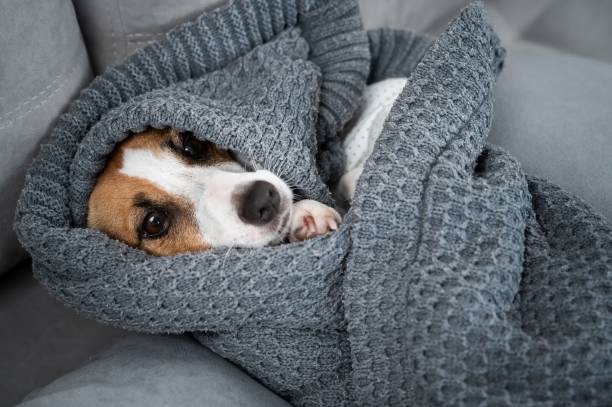 istock Jack Russell Terrier dog lies wrapped in a blanket. 2200980439