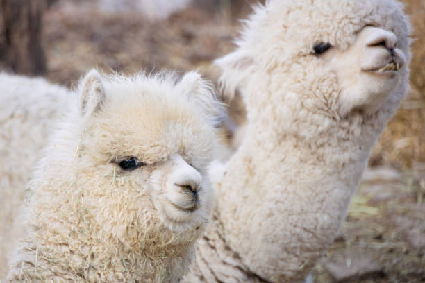 istock Close-up of a cute alpaca. Lama pacos 2200981698