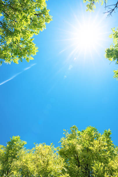 istock Looking up at natural frame of treetops in springtime 2200982925