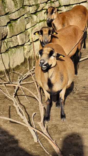 Curious and Inquisitive Goats Exploring and Discovering Their Enclosure in Natures Bliss