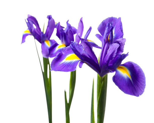 istock Beautiful violet iris flowers isolated on white 2200984605