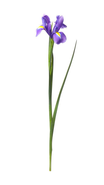 istock Beautiful violet iris flower isolated on white 2200984661