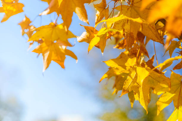 istock Close-up of a yellow autumn leaf. A bright orange tree changes with a blurred bokeh background. 2200986877