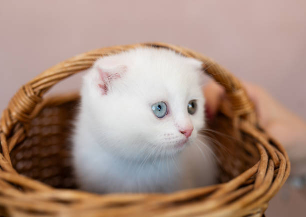 istock British Shorthair Colourpoint Kitten in Basket 2200987599