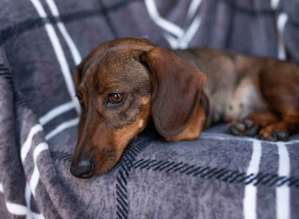 istock dachshund lies in the bed. white cotton blanket, space for text 2200987615