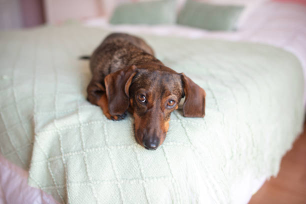 istock A dachshund with a slightly gray muzzle lies on the bed and looks guilty. 2200987672