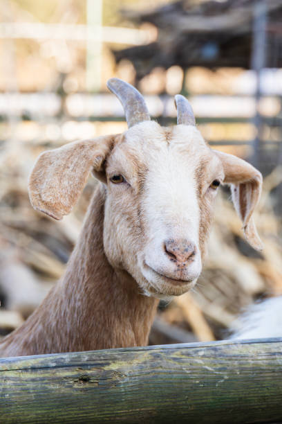istock A goat found at the ranch. Capra Hircus 2200988126