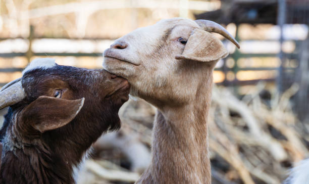 istock A goat found at the ranch. Capra Hircus 2200988127
