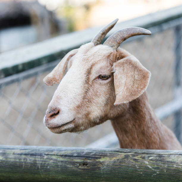 istock A goat found at the ranch. Capra Hircus 2200988129