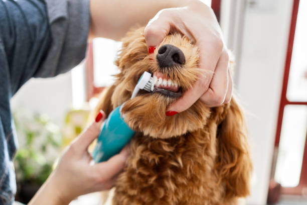 istock Fluffy Poodle Getting Its Teeth Cleaned at a Pet Salon 2200991853