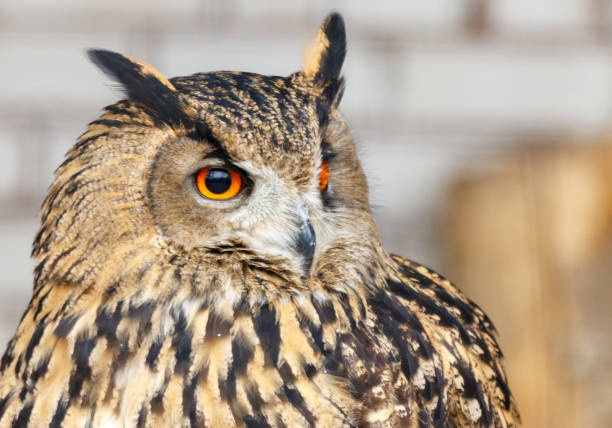 A large brown owl with a yellow eye stares at the camera. The owl's eyes are large and bright, and its feathers are brown and black. The owl appears to be looking directly at the viewer