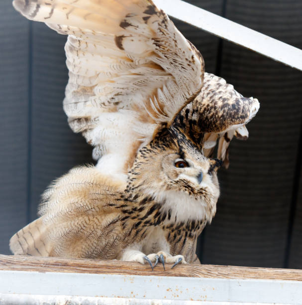istock A brown owl with a white wing is perched on a wooden railing 2200992649
