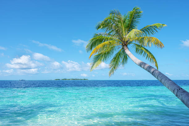 istock Coconut palm tree and tropical turquoise sea with sunny blue sky 2200996391