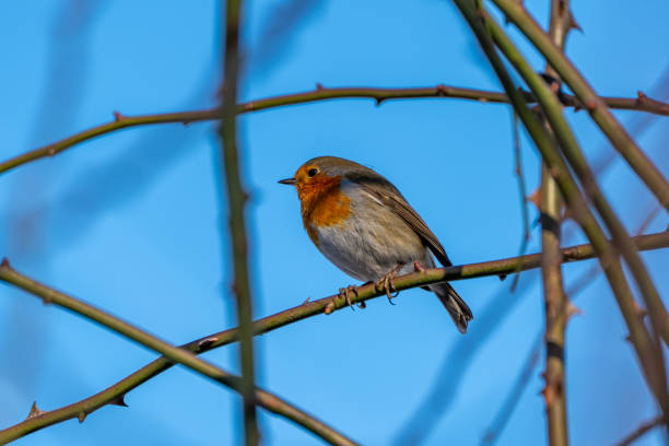 istock A small robin bird sits on a branch against the blue sky. 2201000359
