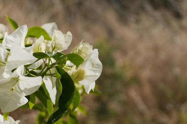 Close-up of vibrant white Bougainvillea spectabilis flowers with lush green leaves. Captures the natural beauty and delicate texture of the blooms in a sunlit garden. Perfect for nature and gardening enthusiasts.