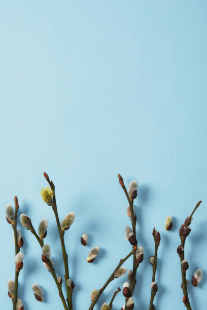 istock Spring background with willow sprigs with fluffy buds on blue background. Space for your text. 2201003567