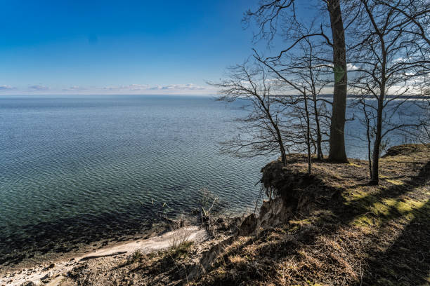A serene seashore scene with calm waters reflecting sunlight under a clear sky, surrounded by bare trees, conveying tranquility and nature's beauty.