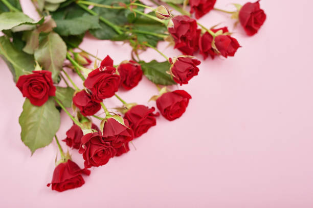 Valentines Day romantic background with flowers roses . Valentine Card with copy space. Flowers in gift box. Valentine's day greeting card template February 14. Happy Birthday or wedding postcard