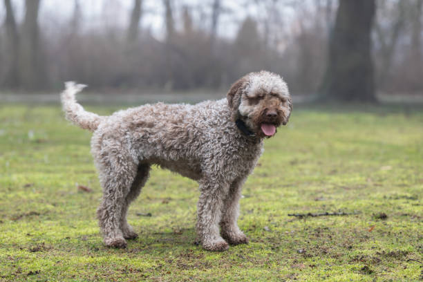Lagotto Romagnolo Dog. Lagotto Romagnolo Dog. pumi dog stock pictures, royalty-free photos & images