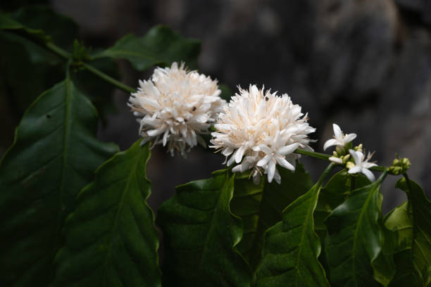 Coffee plant with white flowers in full bloom blossoms will determine the future yield of coffee cherries plant’s natural beauty and agricultural significance.