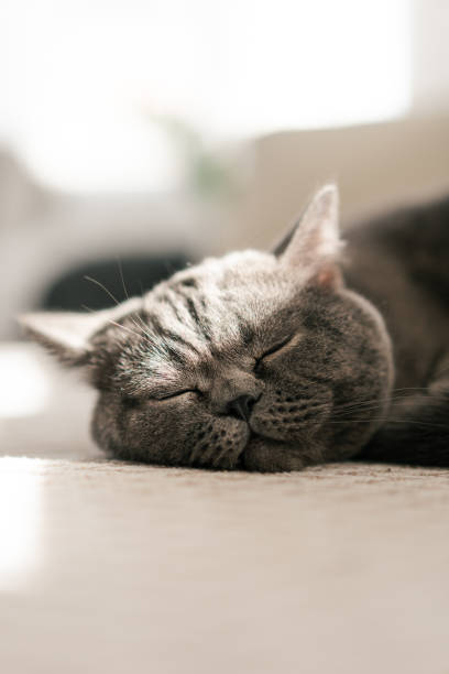 istock Adorable british shorthair cat sleeping peacefully on a sofa 2201006548