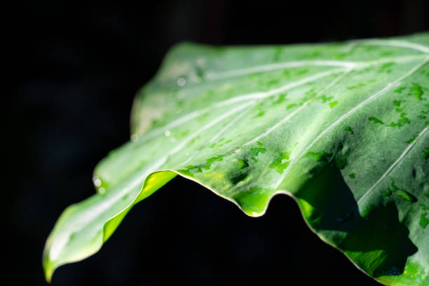 Leaf tree in garden background