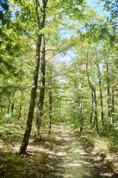 istock A forest path with trees in the background. The path is surrounded by trees and is a peaceful place to walk 2201013597