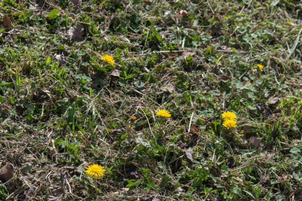 istock Yellow Blooms Among Twigs: A Touch of Spring 2201013866