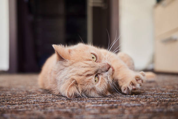 istock A large beige British cat is lying on the floor. Pedigreed animals 2201013989