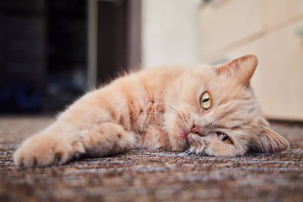 Cute, naughty yellow cat lying face down on floor outside of house at morning
