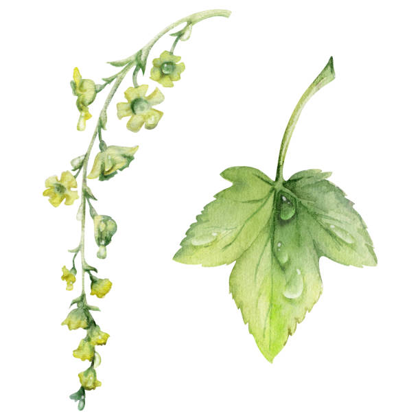 istock Green leaf, long cluster flower in water dew drops. Bush tree foliage hand drawn in watercolor, Currant gooseberry maple sycamore avens. Isolated botanical illustration. Florist shop, herbal cosmetics 2201014384