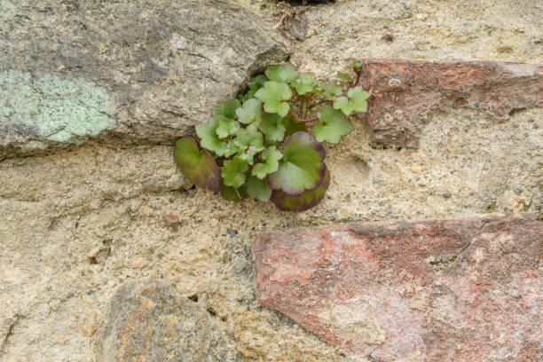 Close-up of a small wild succulent plant growing in an urban concrete wall, representing nature’s adaptation to harsh environments, strong resilience, rebirth concept.