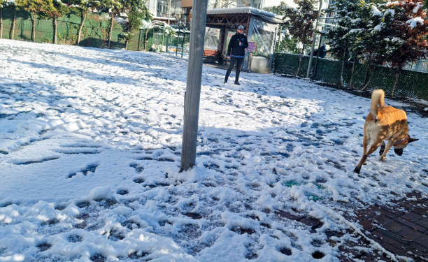 Man with a dog walking through a beautiful covered with snow