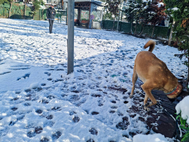 Shiba Inu dogs in the snow look into the distance. Cute fluffy dog