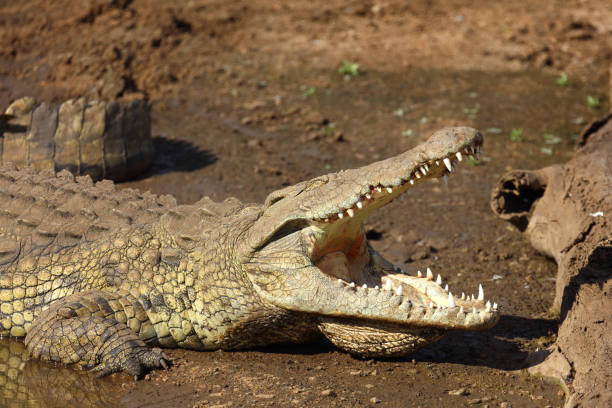 istock Nilkrokodil / Nile crocodile / Crocodylus niloticus 2201018034