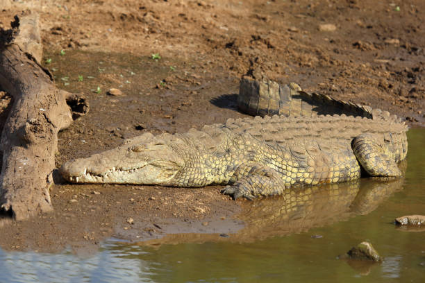 istock Nilkrokodil / Nile crocodile / Crocodylus niloticus 2201018042