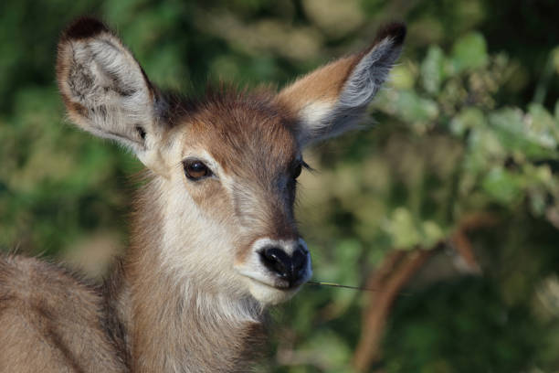 Wasserbock / Waterbuck / Kobus ellipsiprymnus