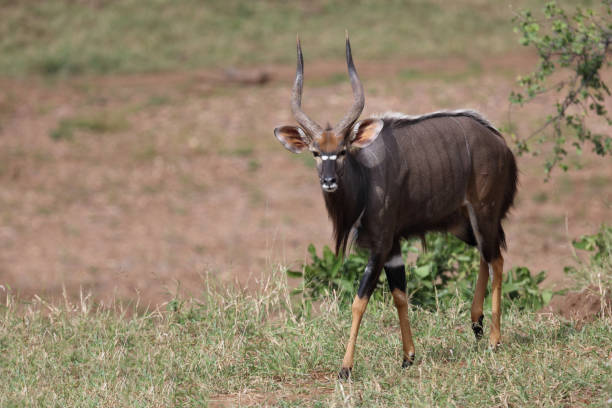 istock Nyala / Nyala / Tragelaphus angasii 2201019095