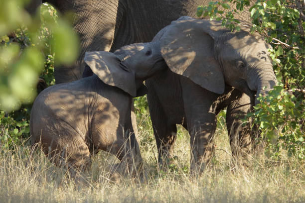 istock Afrikanischer Elefant / African elephant / Loxodonta africana 2201019302